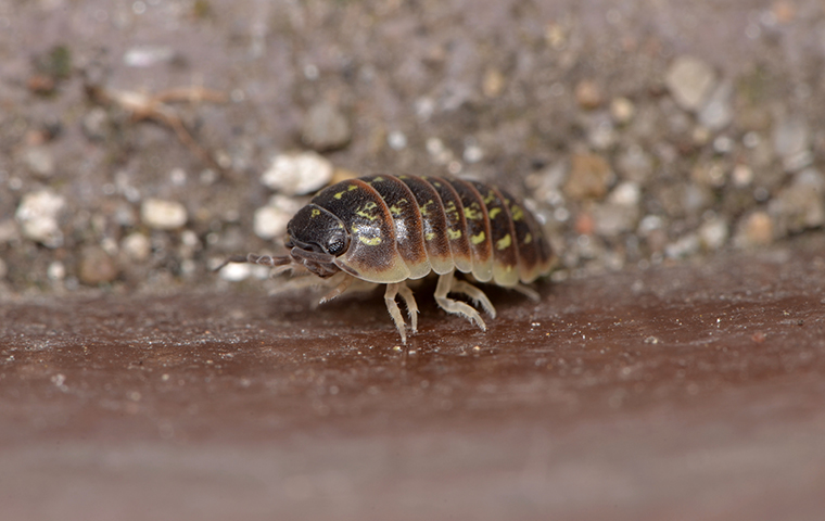 sow bug vs pill bug