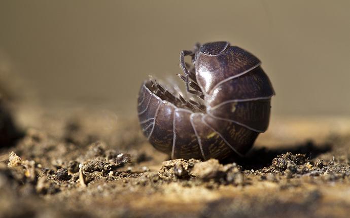 a pill bug rolled up on its back