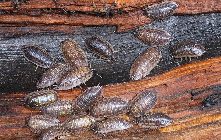 What Are These Pill Bugs Doing All Over My Aiken Home?