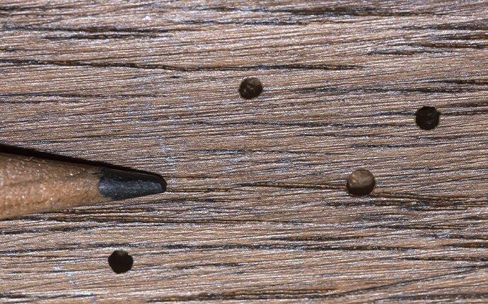 damage in wood from powder post beetle