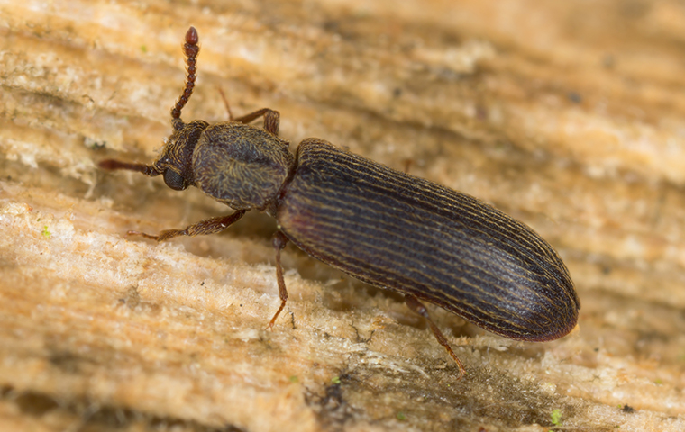 a powder post beetle up close