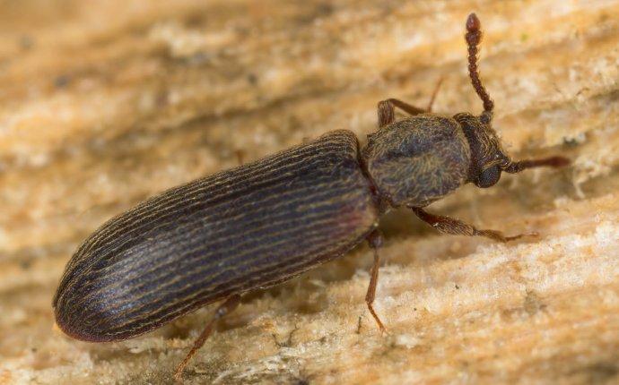 powder post beetle on a cracker