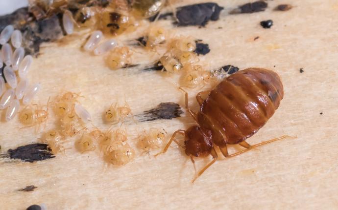a bed bug infestation in a prosperity sc home