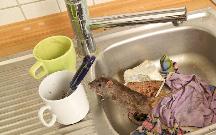 rodent on dirty dishes