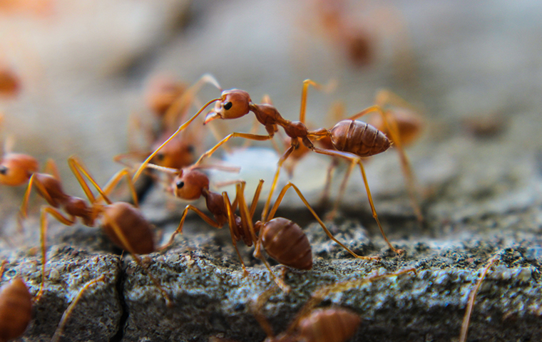 er nok film Plakater How To Identify Red Imported Fire Ants | FAQS