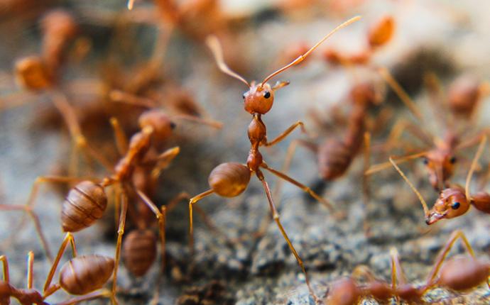 a large group of red imported fire ants