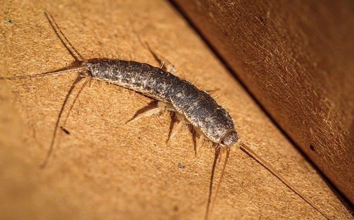 The Trick To Keeping Silverfish Away From Your Aiken Home