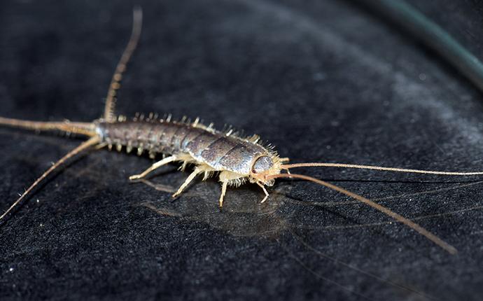a silverfish in a house