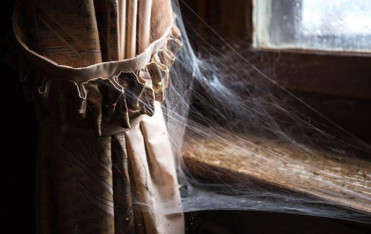 spider webs on a curtain