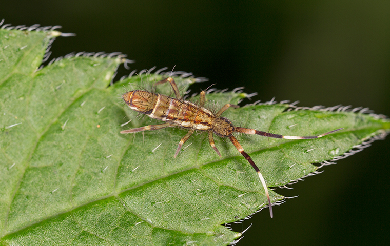 a springtail on a leaf