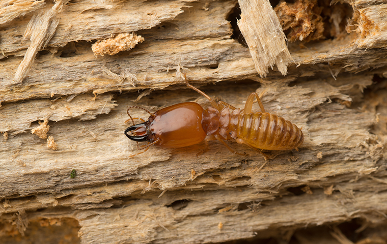 a termite on rotten wood