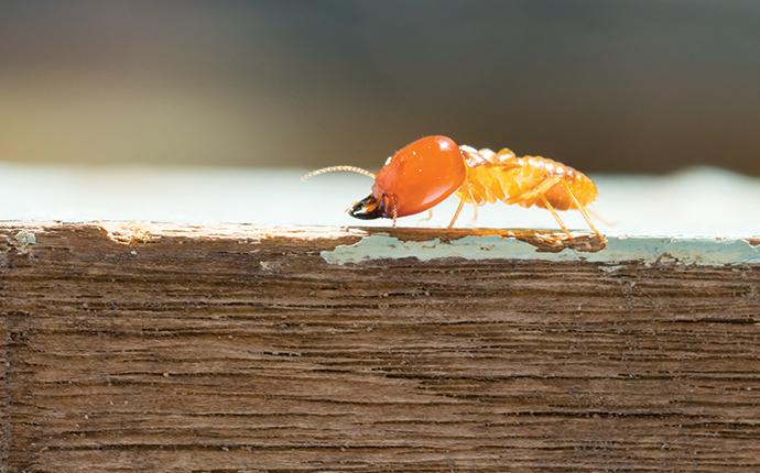 a termite crawling on a wood board