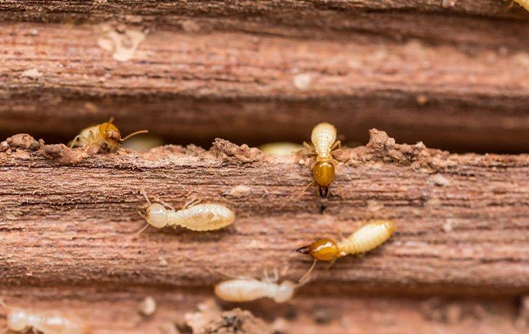 termites destroying wood