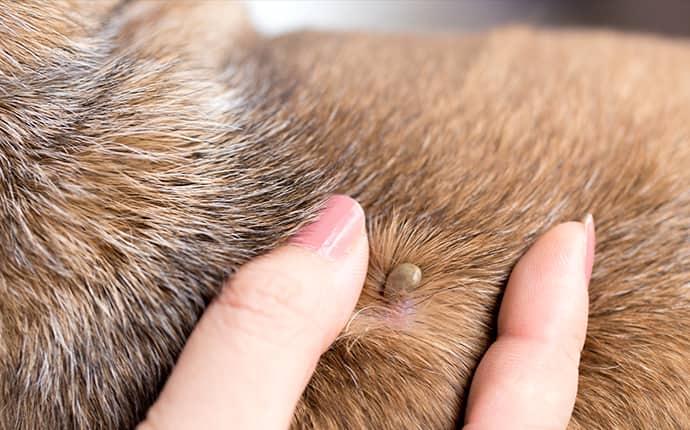 a tick embedded in a dog