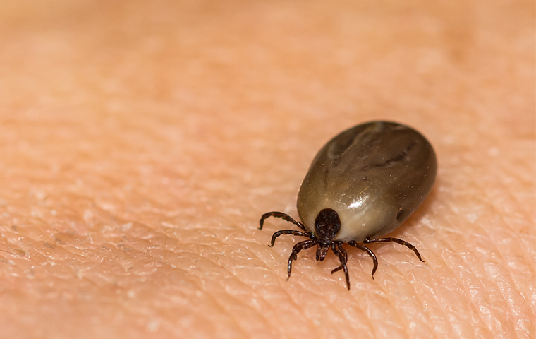 a tick walking on someones body 
