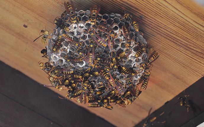 wasps on a nest