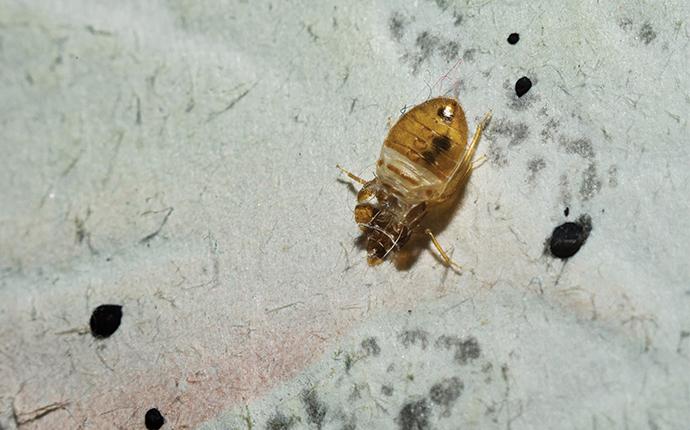 a dead bed bug