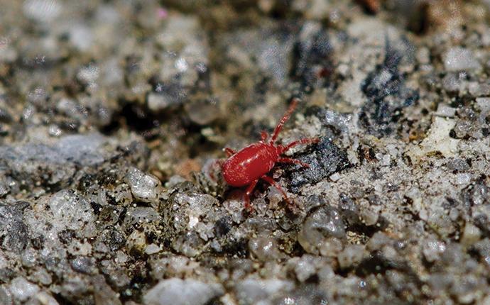 a clover mite in gravel