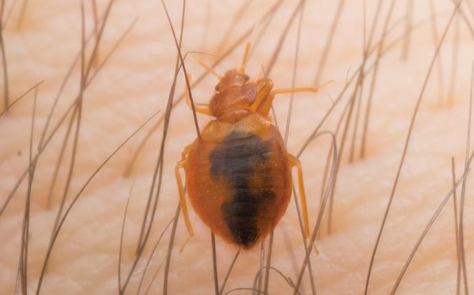 a bed bug on skin up close