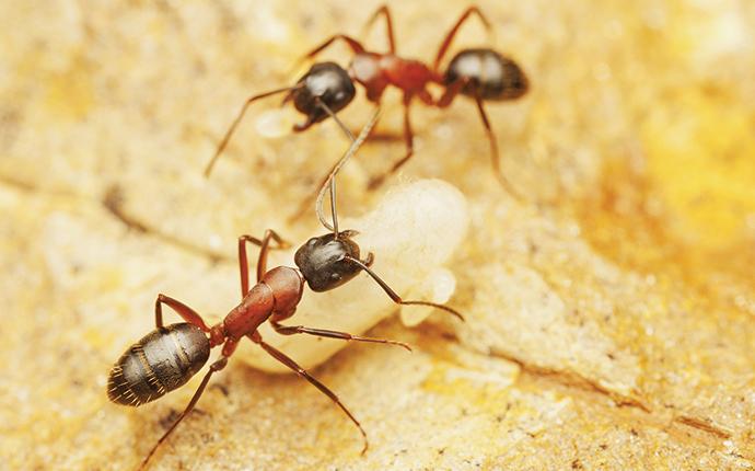 two carpenter ants in white rock south carolina