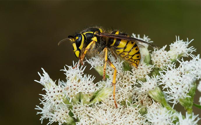 a yellow jacket on a clump of white flowers