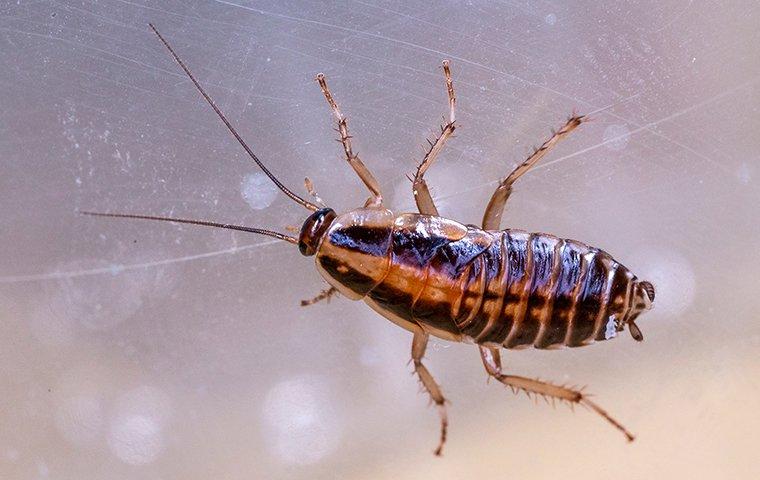 cockroach crawling on window