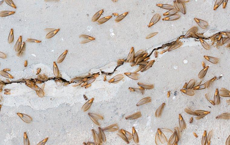 termites swarming through the cracks of a foundation