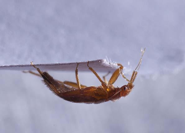 bed bug hanging on to a piece of paper