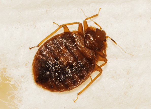 adult bed bug 