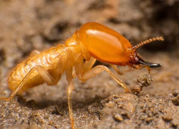 close up view of termite on dirt