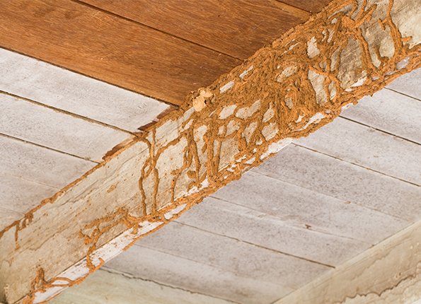 termite damage in home 