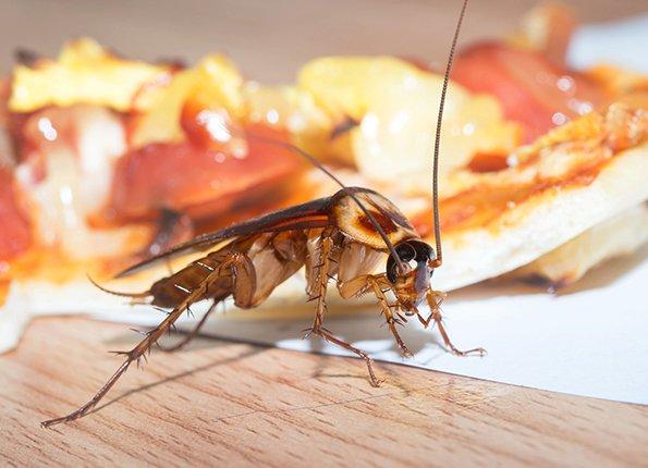 cockroach in restaurant