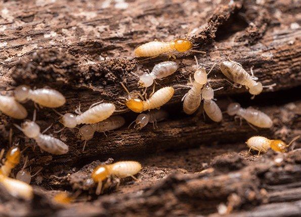foraging termites Indiana