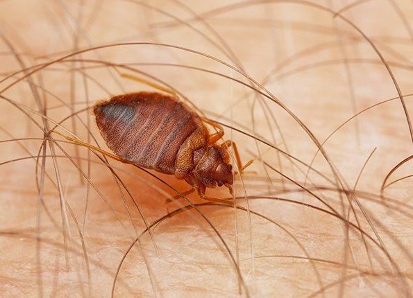 bed bug on skin