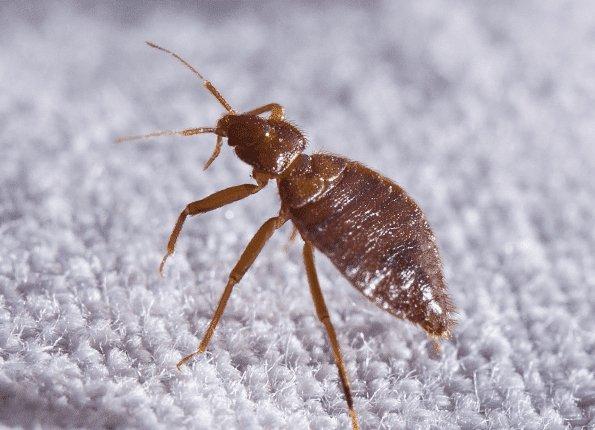 What you need to know about bed bugs