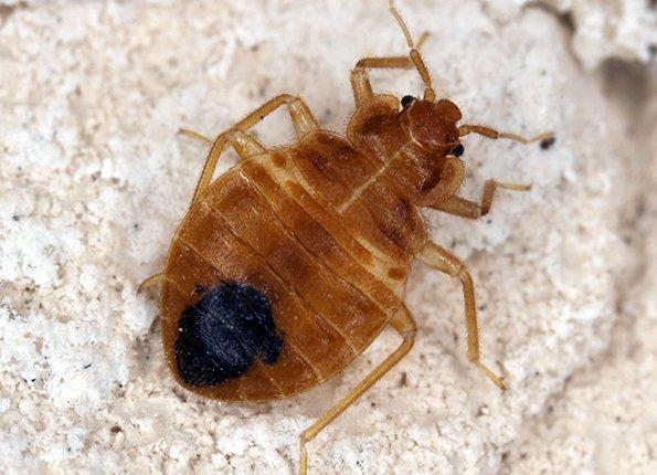bed bug on a rock