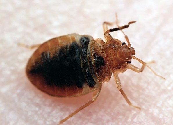 bed bug crawling on skin