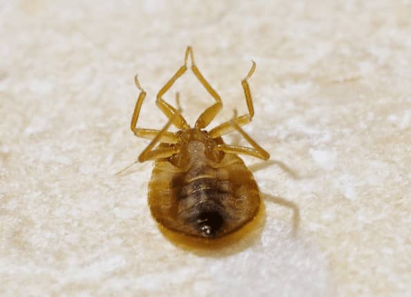 heat kills bed bugs quickly 