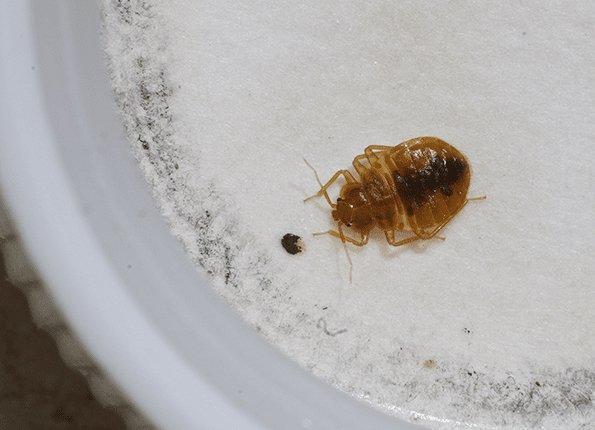 bed bug caught in monitoring station