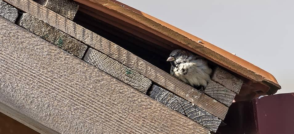 bird hiding in the eaves of a building