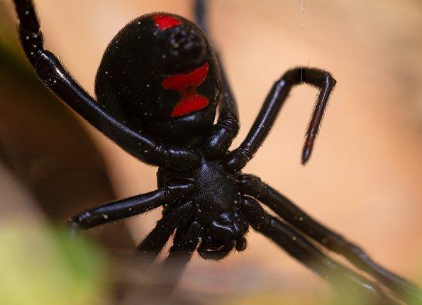 black widow spider hanging in a web