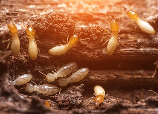 swarming termites destroying wooden structures
