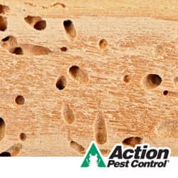 Learn how to identify a termite infestation fist signs of a termite infestation