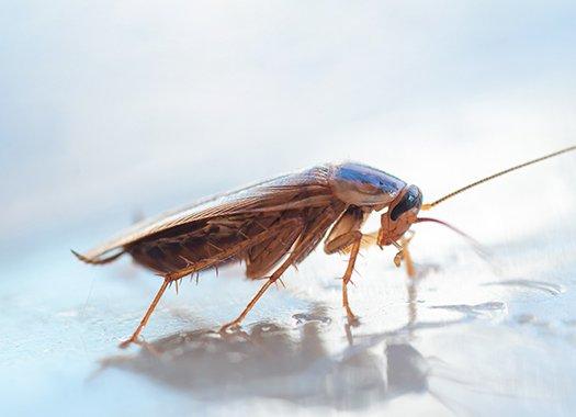 a cockroach on white surface