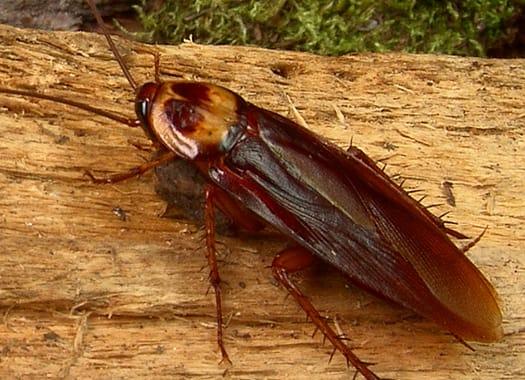Everything You Should Know About The American Cockroach In Louisville