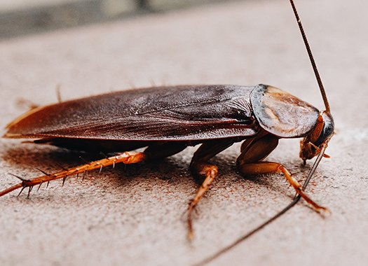 an american cockroach crawling on the floor