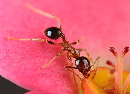 a red ant crawlong on a spring flower