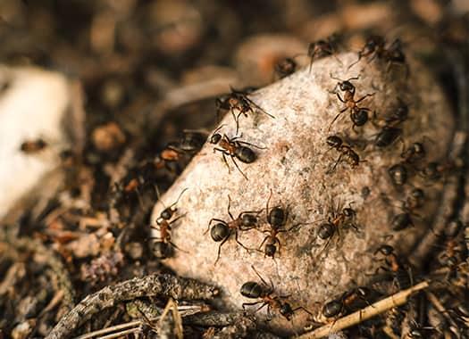 a large colony of ants crawling up and around a hill of sand on a residential property