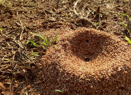 ant pile outside home