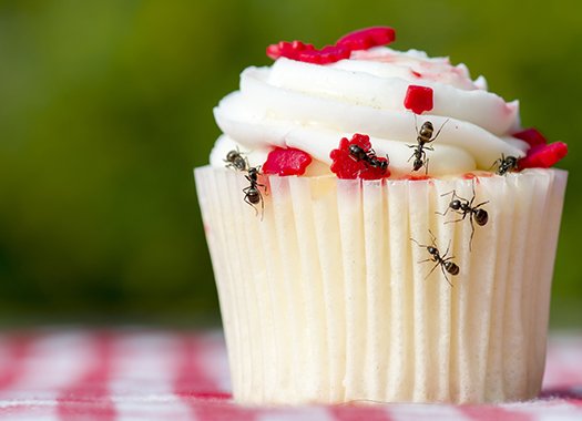 ants on a cupcake at a picnic